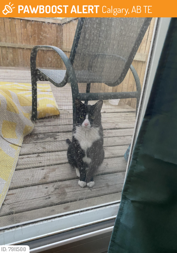 Found/Stray Unknown Cat last seen Glamorgan Manor, Calgary, AB T3E