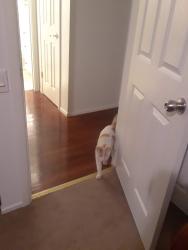 Lost Male Cat last seen El Cajon and Highmore , Stockton, CA 95210