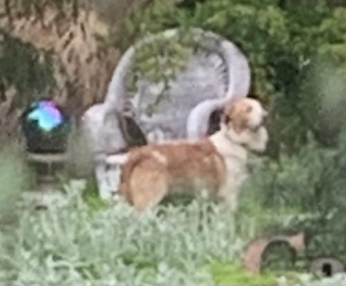 Found/Stray Unknown Dog last seen Cedarwood Lane and Spring Terrace, Falls Church, VA, Falls Church, VA 22042