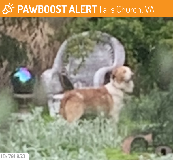 Found/Stray Unknown Dog last seen Cedarwood Lane and Spring Terrace, Falls Church, VA, Falls Church, VA 22042