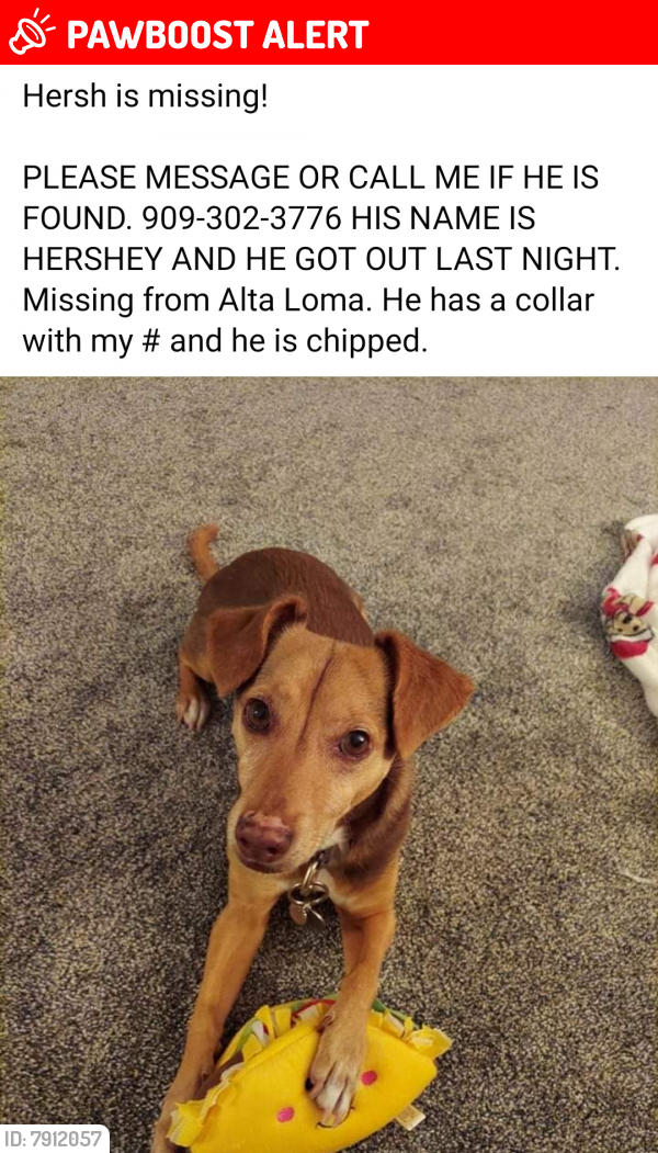 Lost Male Dog last seen Hellman & Baseline , Rancho Cucamonga, CA 91701
