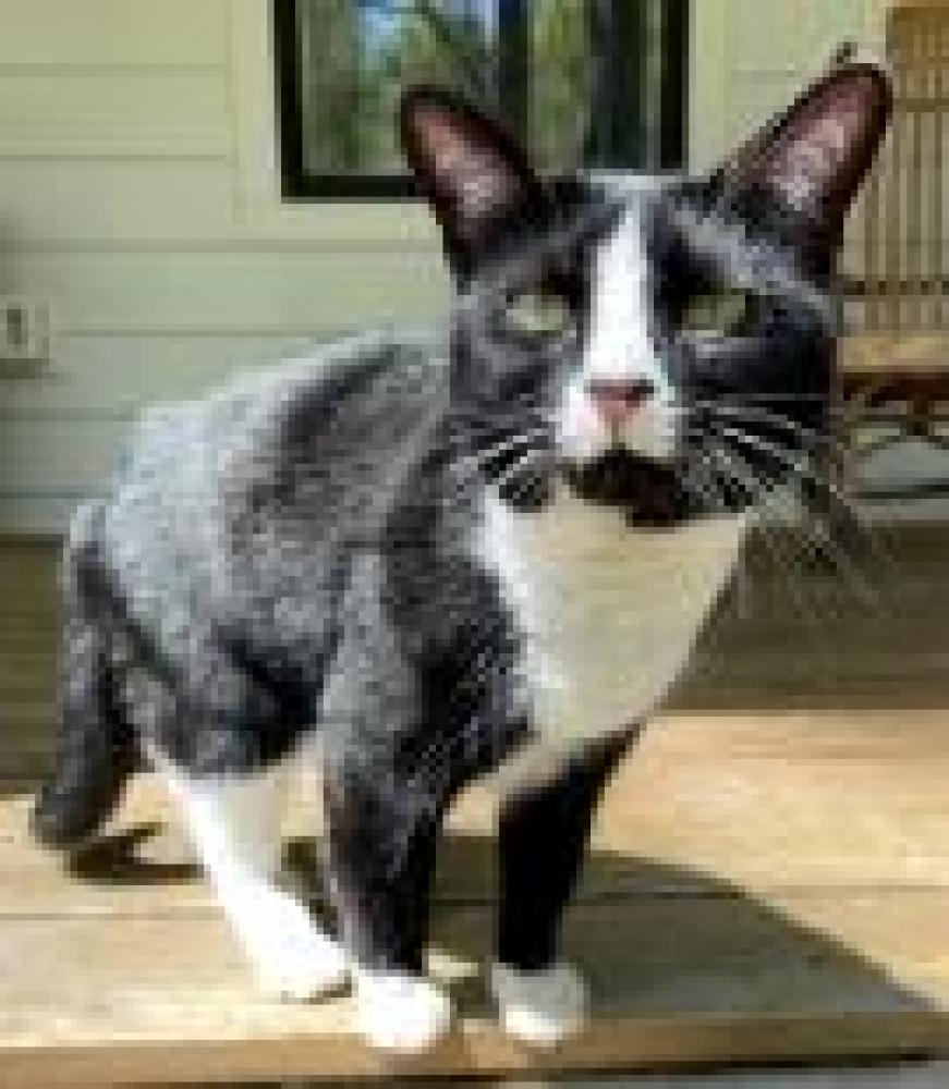Shelter Stray Female Cat last seen Fairfax County, VA , Fairfax, VA 22032