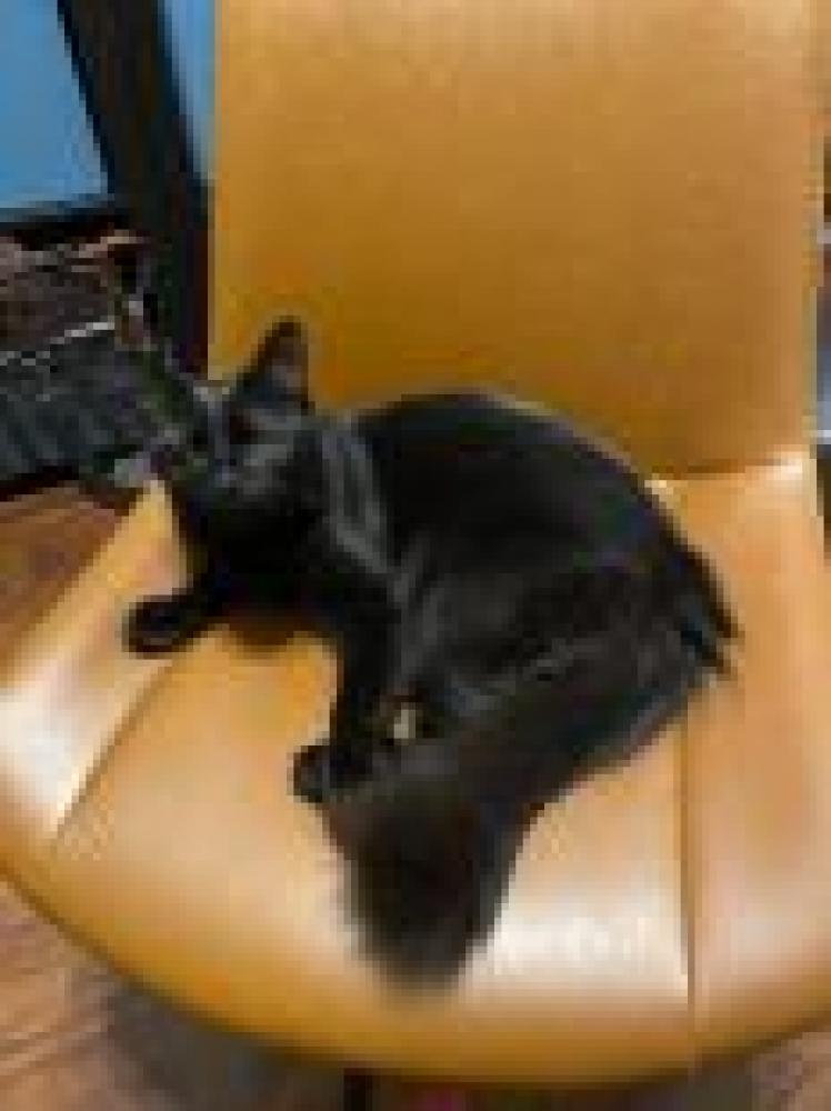 Shelter Stray Female Cat last seen Fairfax County, VA , Fairfax, VA 22032