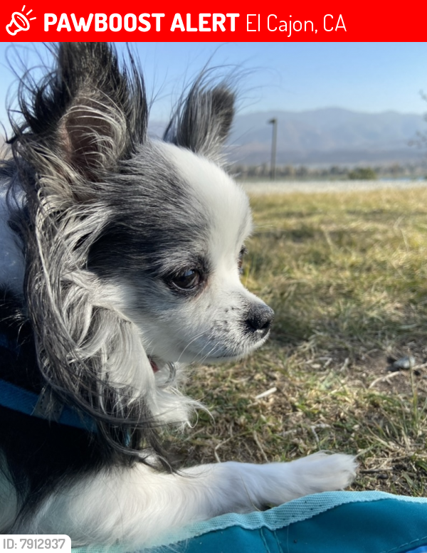 Lost Male Dog last seen Granite Hills Dr, El Cajon, CA, 92019, El Cajon, CA 92019
