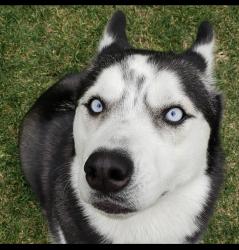 Reunited Female Dog last seen Benson, Montclair, CA 91763