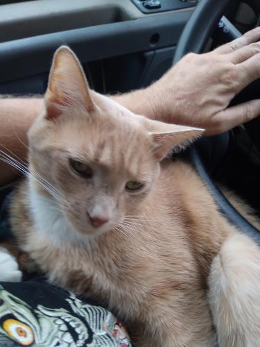 Lost Male Cat last seen 10th street, Dunbar, WV 25064