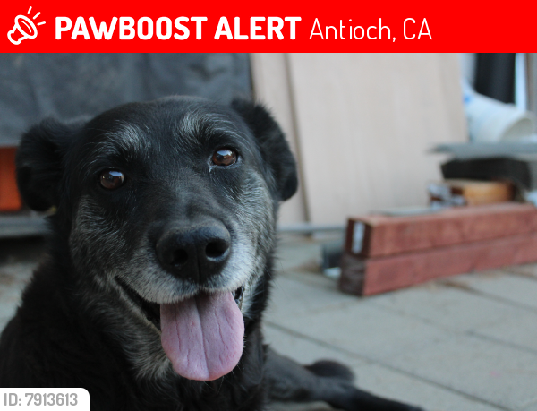 Lost Male Dog last seen Near L St. Antioch, Antioch, CA 94509