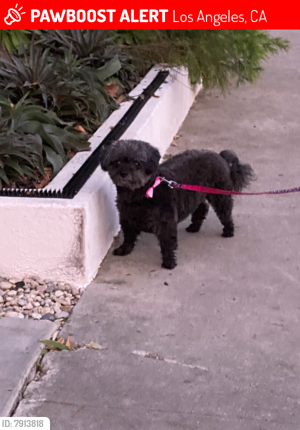 Lost Female Dog last seen Highland & Wilshire, Los Angeles, CA 90036
