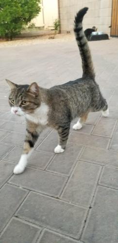 Found/Stray Unknown Cat last seen Cooper/Queen Creek, South of Altitude Subdivision, Chandler, AZ 85286