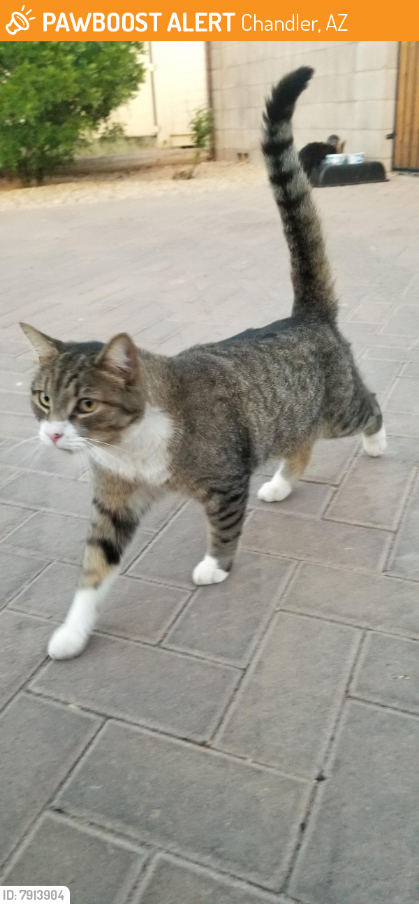 Rehomed Unknown Cat last seen Cooper/Queen Creek, South of Altitude Subdivision, Chandler, AZ 85286