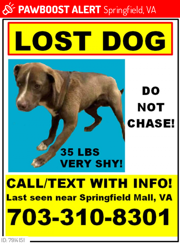 Deceased Male Dog last seen Springfield Mall area, Springfield, VA 22150