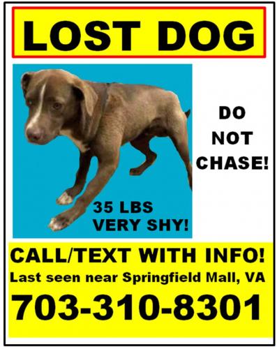 Lost Male Dog last seen Springfield Mall area, Springfield, VA 22150