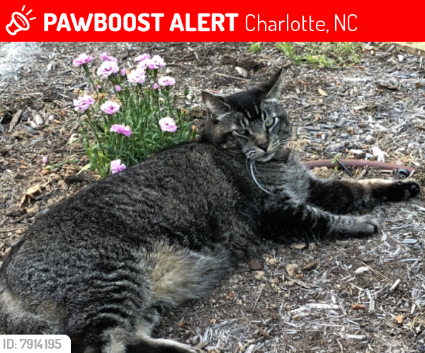 Lost Male Cat last seen Sharon Rd, Charlotte, NC 28211
