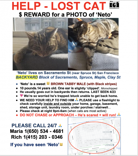 Lost Male Cat last seen In the backyards of Sacrament St, Spruce St, Maple St and Clay St, San Francisco, CA 94118