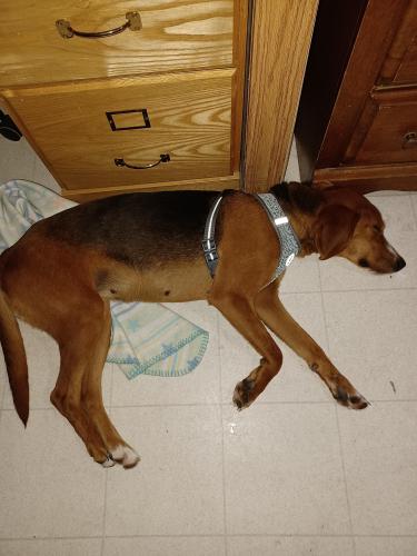 Found/Stray Female Dog last seen 247/Rough Read/240 , Columbia County, FL 32024