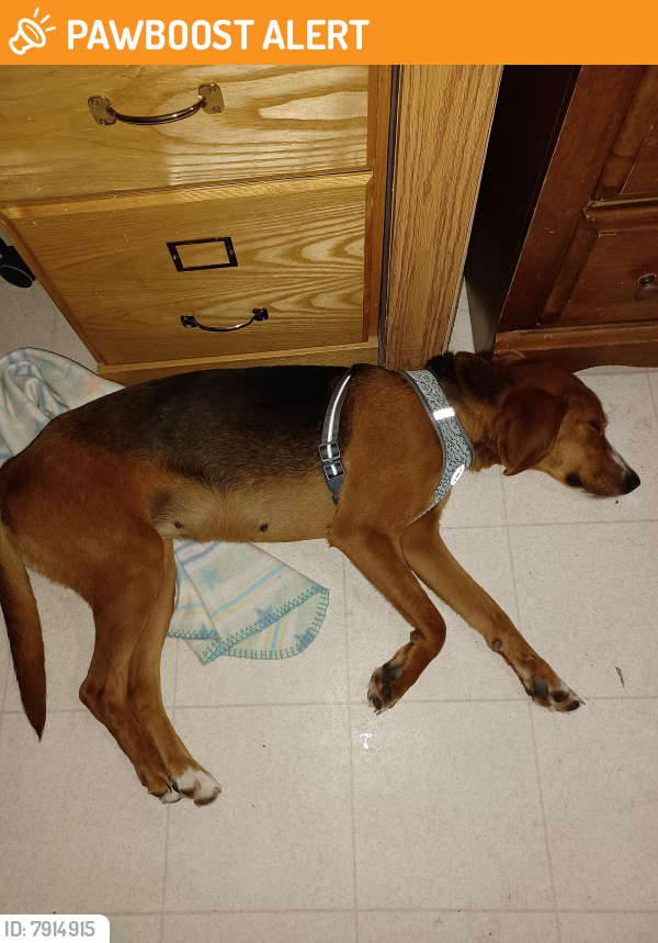 Found/Stray Female Dog last seen 247/Rough Read/240 , Columbia County, FL 32024