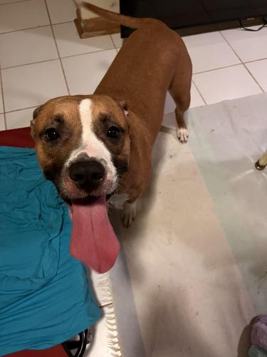 Found/Stray Female Dog last seen Lisle Ave and Magarity Rd. , Pimmit Hills, VA 22043