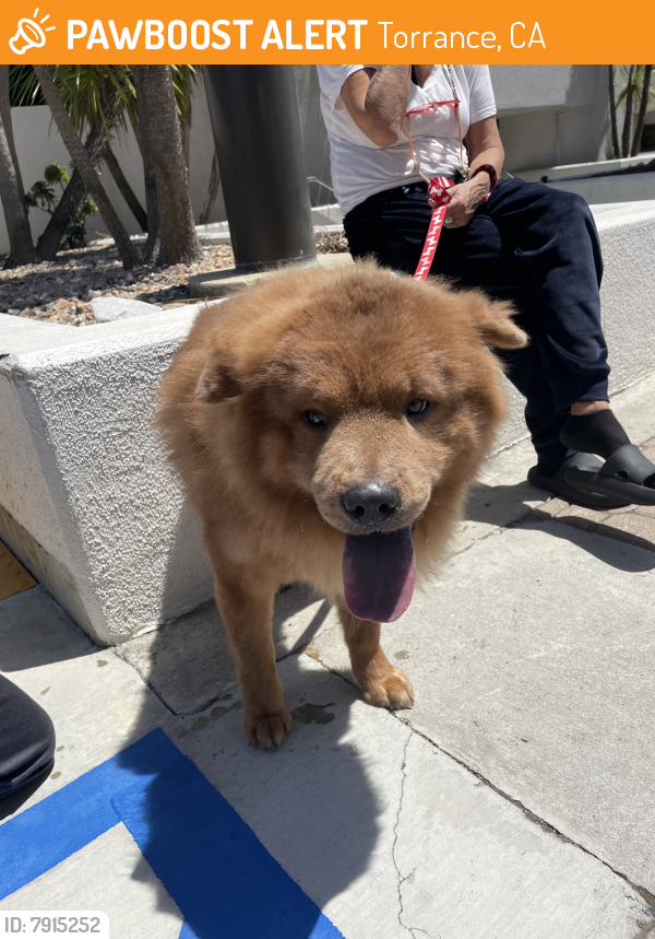 Found/Stray Unknown Dog last seen Nordstroms at Del Amo Mall, Torrance, CA 90503