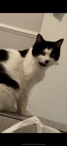 Lost Female Cat last seen Grange road b10, Small Heath, England 