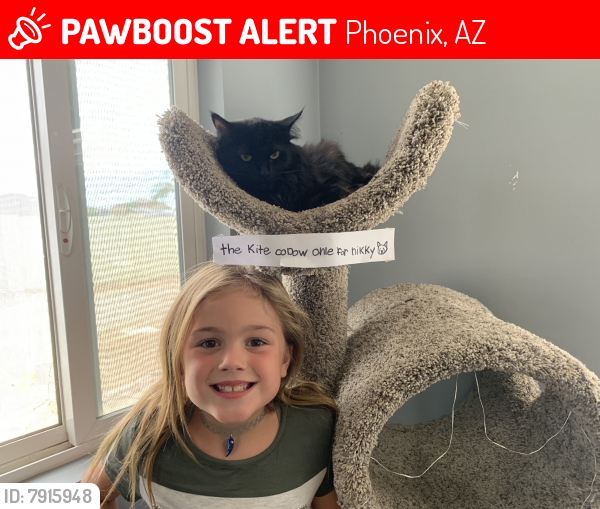 Lost Female Cat last seen 22nd ave , Phoenix, AZ 85085