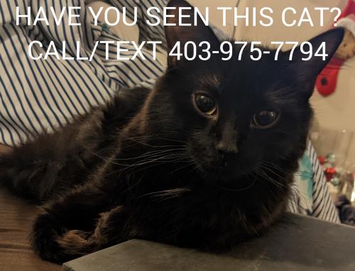 Lost Female Cat last seen Near Ave nw , Calgary, AB T2M 3T6