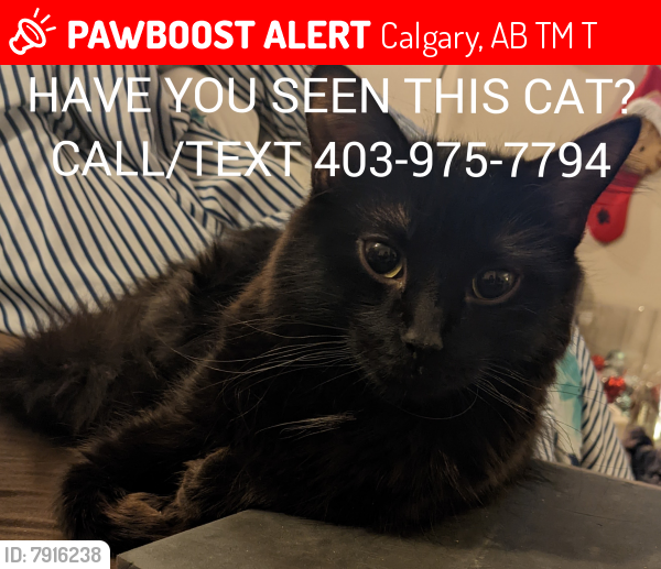 Lost Female Cat last seen Near Ave nw , Calgary, AB T2M 3T6