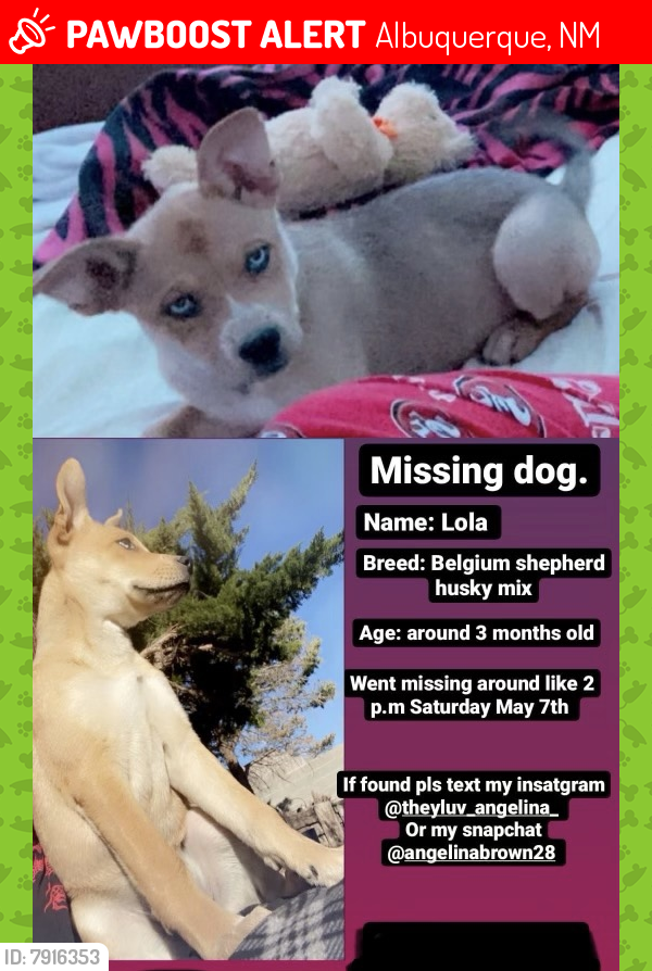 Lost Female Dog last seen Taylor Ranch Rd/Calle Nortena, Albuquerque, NM 87120