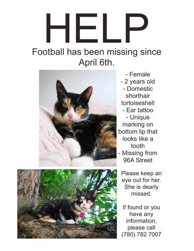 Lost Female Cat last seen Near 96a Street NW, Edmonton, AB T6C 3Z7
