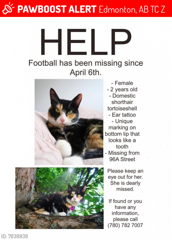 Lost Female Cat last seen Near 96a Street NW, Edmonton, AB T6C 3Z7