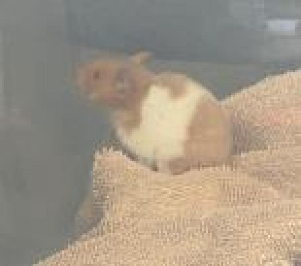 Shelter Stray Unknown Hamster last seen Fairfax County, VA , Fairfax, VA 22032