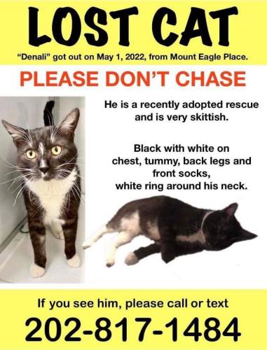 Lost Male Cat last seen Mount Eagle Pl, Alexandria, VA 22302