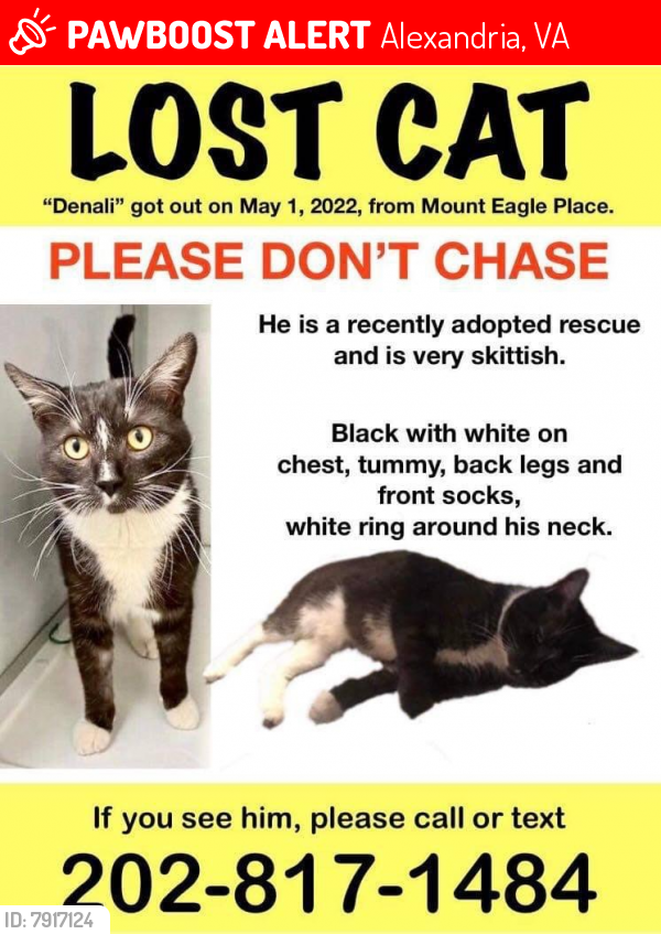 Lost Male Cat last seen Mount Eagle Pl, Alexandria, VA 22302
