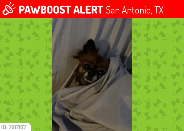 Lost Female Dog last seen Hearne Ave and Charlotte, San Antonio, TX 78225