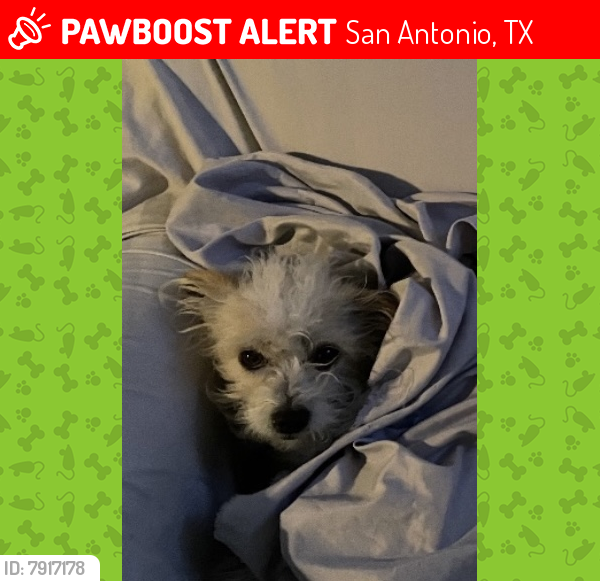 Lost Male Dog last seen Hearne Ave & Charlotte/Palm Heights area, San Antonio, TX 78225