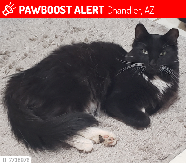 Lost Male Cat last seen Elliot Street and Dobson Road, Chandler, AZ 85224