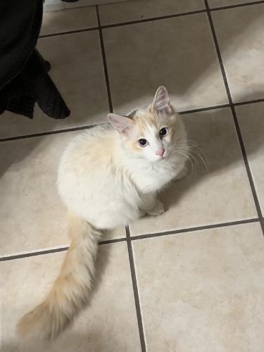 Lost Male Cat last seen Eaton, Rio Rancho, NM 87124