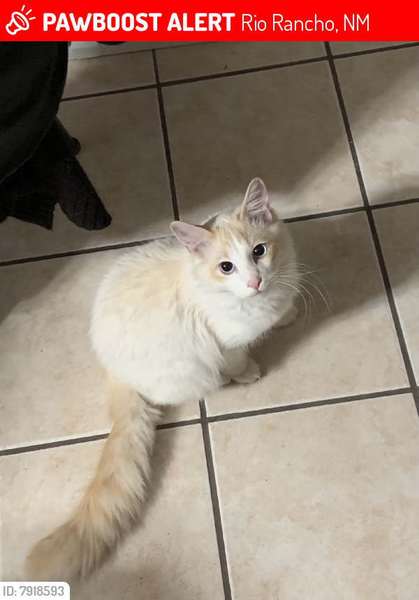 Lost Male Cat last seen Eaton, Rio Rancho, NM 87124