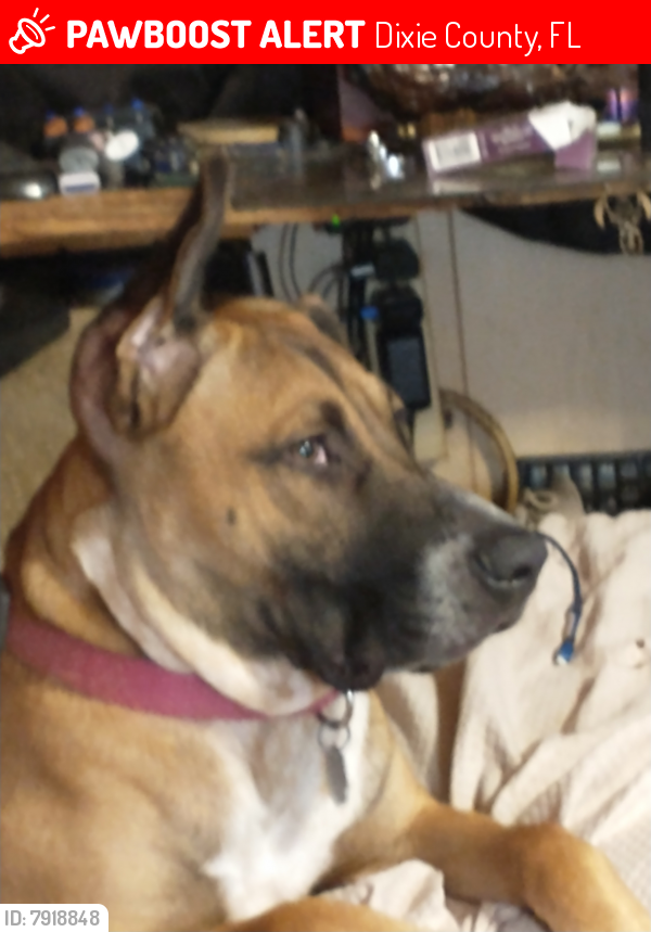 Lost Male Dog last seen Spillers park, Dixie County, FL 32680