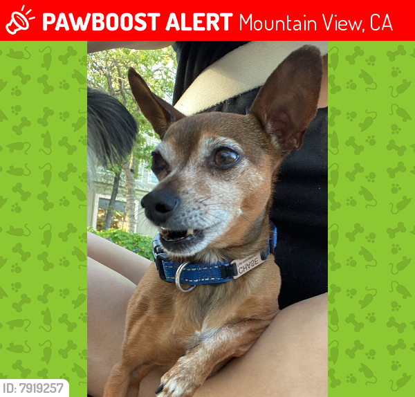 Lost Male Dog last seen Grant Rd. / El Camino, Mountain View, CA 94040