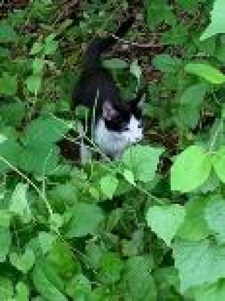 Shelter Stray Unknown Cat last seen Fairfax County, VA , Fairfax, VA 22032