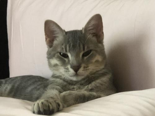 Lost Male Cat last seen Virginia and Quarrier streets, Charleston, WV 25311