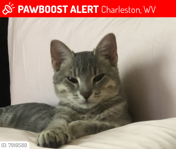 Lost Male Cat last seen Virginia and Quarrier streets, Charleston, WV 25311
