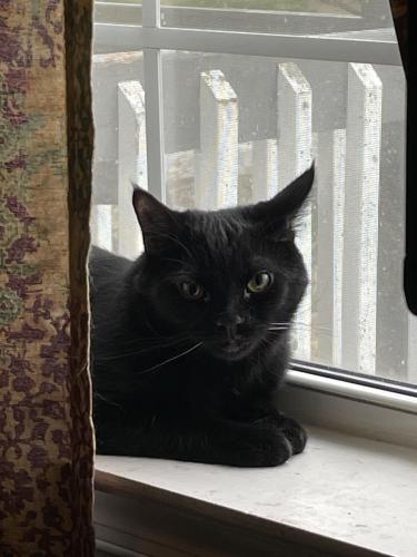 Lost Male Cat last seen Blue Bird Ln and Old Shady Grove Ln, Harpers Ferry, WV 25425