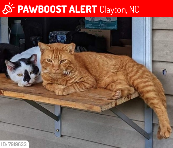 Lost Male Cat last seen Powhatan Rd and Greenlyn Dr, Clayton, NC 27527