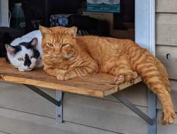 Lost Male Cat last seen Powhatan Rd and Greenlyn Dr, Clayton, NC 27527