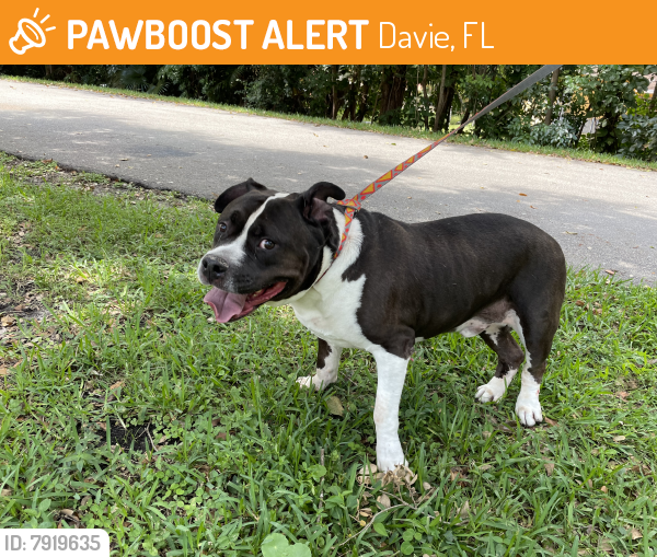 Found/Stray Male Dog last seen Hiatus road & 29th court , Davie, FL 33328