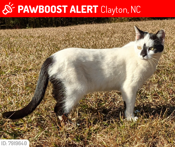 Lost Female Cat last seen Powhatan Rd and Greenlyn Drive, Clayton, NC 27527