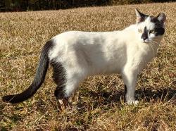 Lost Female Cat last seen Powhatan Rd and Greenlyn Drive, Clayton, NC 27527