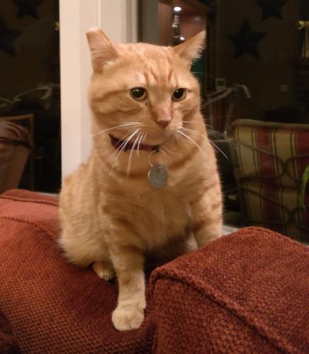 Lost Male Cat last seen SW Parrett Mountain Rd and SW Ladd Hill Rd, Sherwood, OR 97140