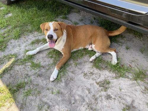 Found/Stray Male Dog last seen US 129 south of Santa Fe river, Branford, FL 32008